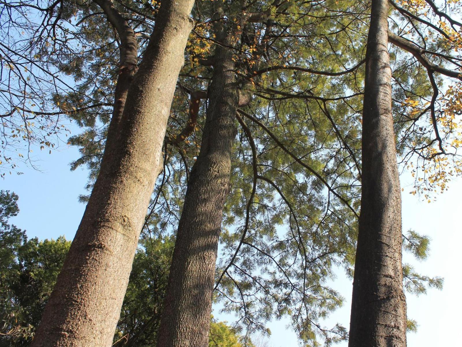 Wild Tree Lodge Benoni Dış mekan fotoğraf